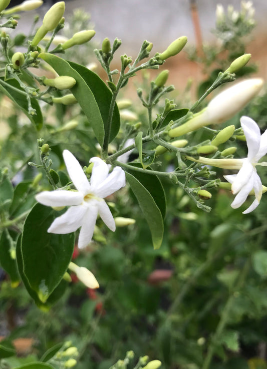 Fertilizer for Tropical Plants