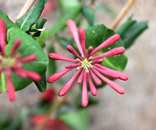 Why The Coral Honeysuckle Is The Best Vine To Grow In Your Garden
