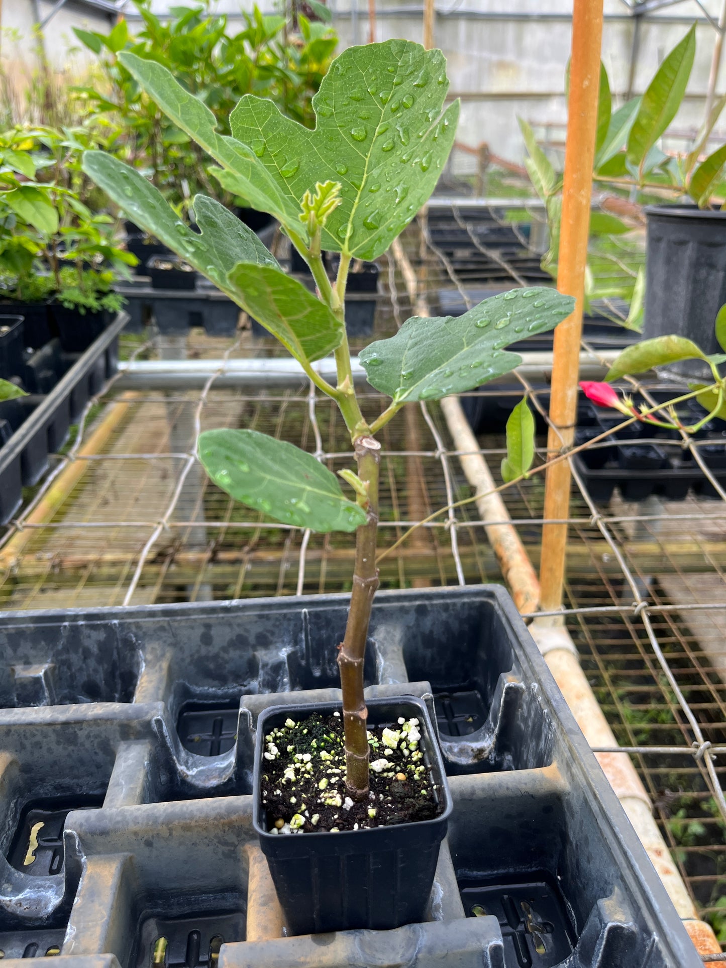 Fignomenal Fig Tree ~ Ficus carica 'Fignomenal'