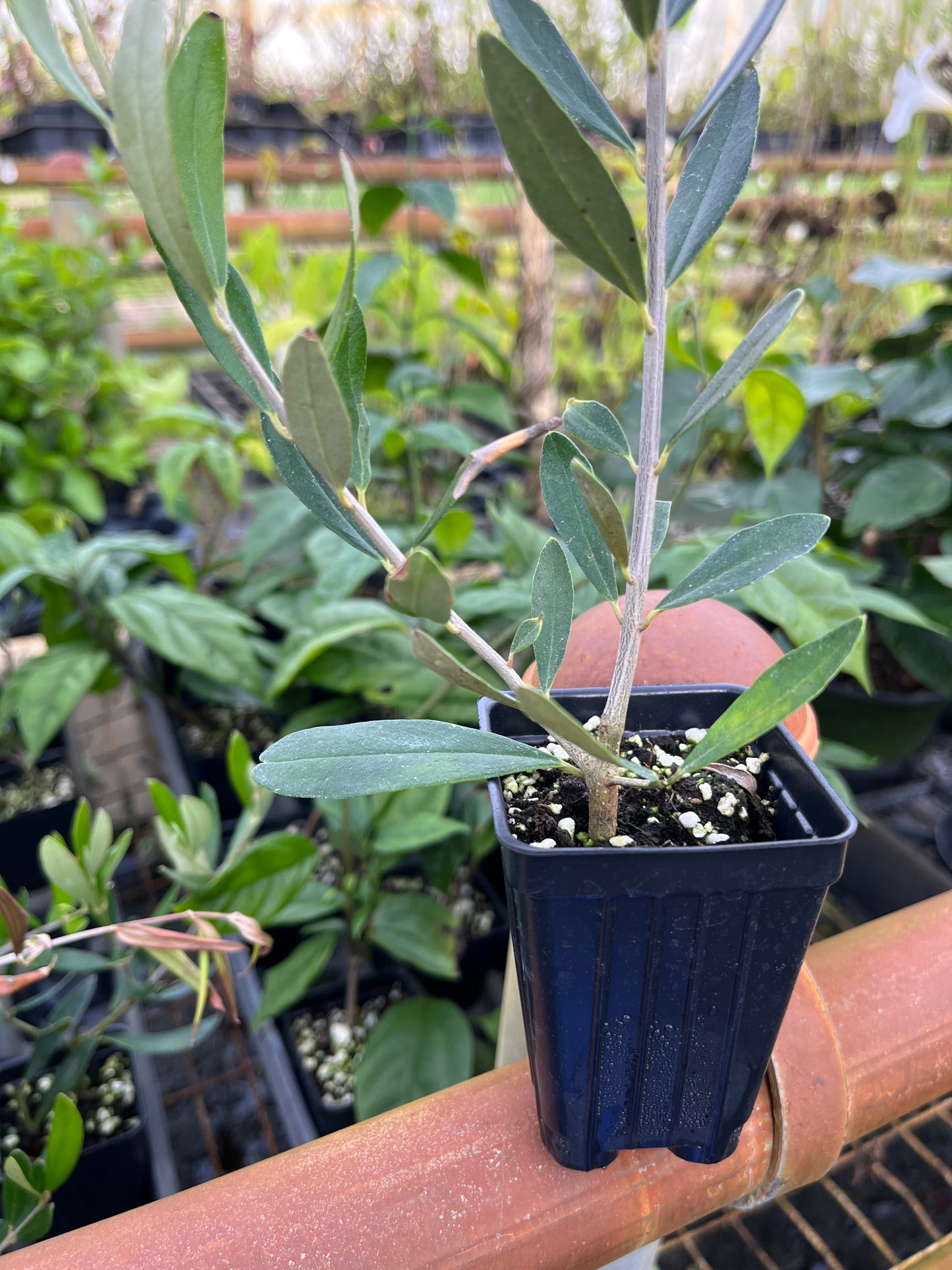 Arbequina Olive Tree ~ Olea europaea 'Arbequina'