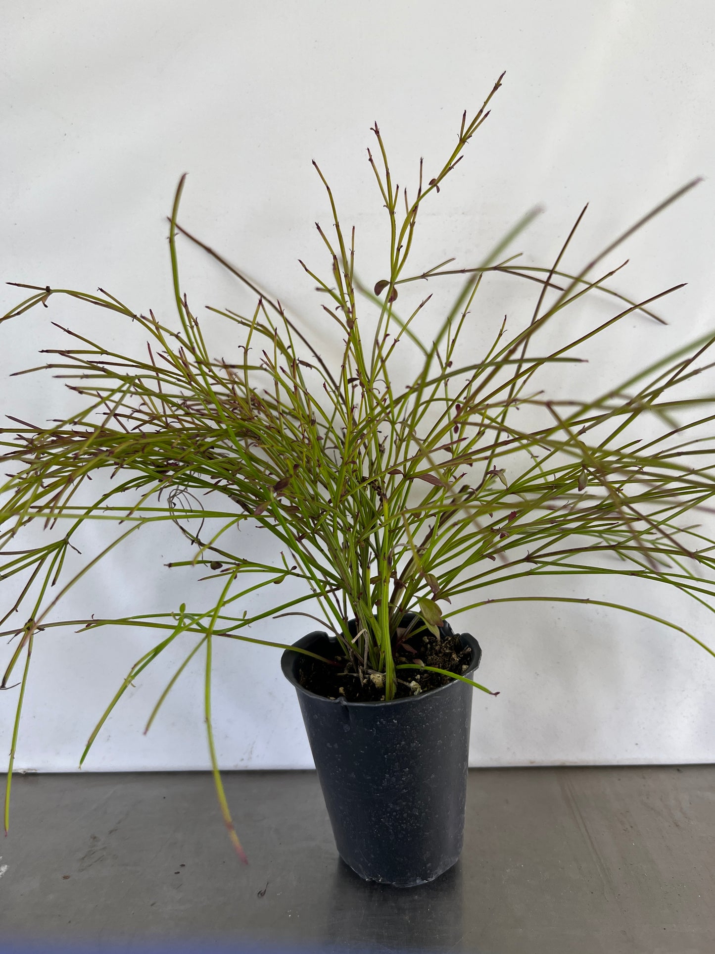 Red Firecracker Plant ~ Russelia equisetiformis ~ Pack of 3 Plants