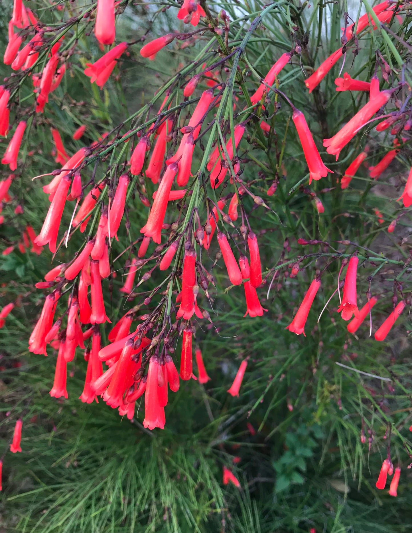 Red Firecracker Plant ~ Russelia equisetiformis ~ Pack of 3 Plants