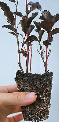 Crape Myrtle Lagerstroemia ~ 'Ebony Embers'