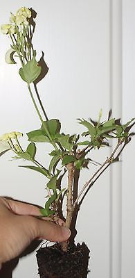 Fragrant Flowering Mussaenda Flava