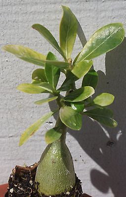Adenium Obesum Desert Rose White
