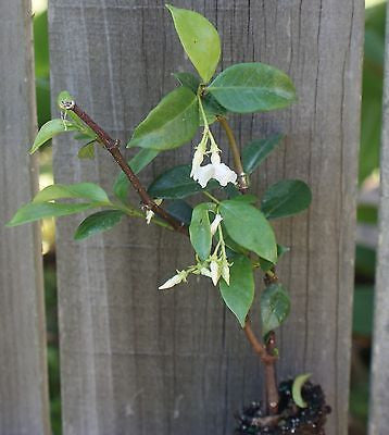 Confederate Star Jasmine Trachelospermum Jasminoides