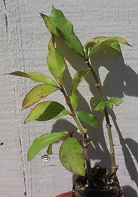 Allamanda Schottii Bush