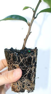 Banana Shrub ~ Michelia ~ Magnolia figo 'skinneriana '