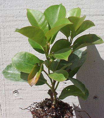 Mandevilla Dipladenia 'Vogue Audrey' Red