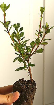 Cold Hardy Azalea ~ Rhododendron ‘Hino-crimson’