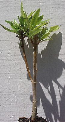 Nerium Oleander 'Calypso'