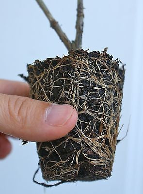 Fragrant ~ Gardenia jasminoides 'Daisy'