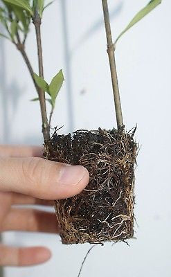 Fragrant ~ Gardenia jasminoides 'Frost Proof'