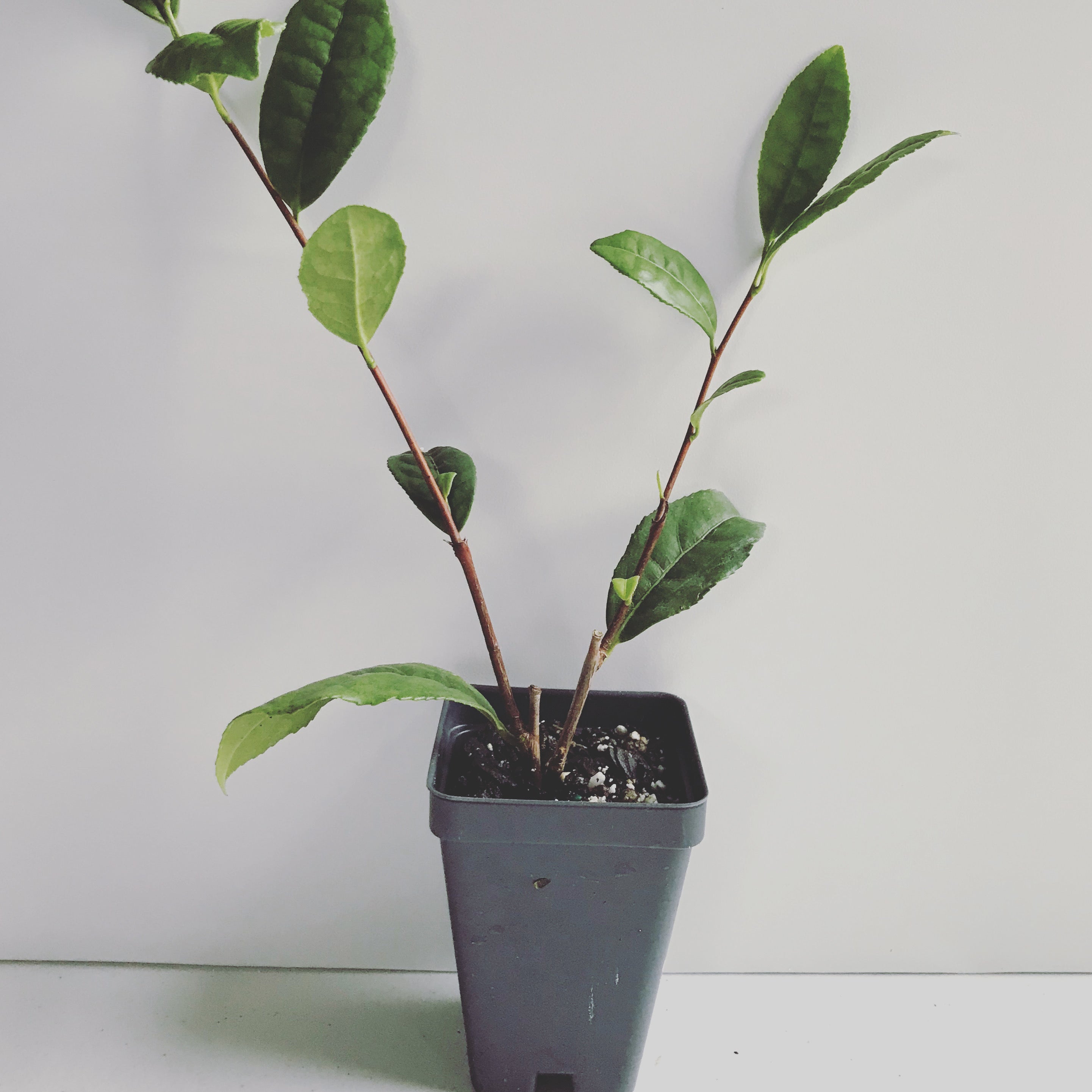 potted tea plant Camellia Sinensis ~ Green Tea Plant – Starter Plant