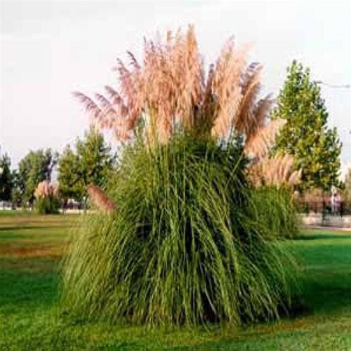 Cortaderia selloana 'rosea' ~ Pink Pampas Grass