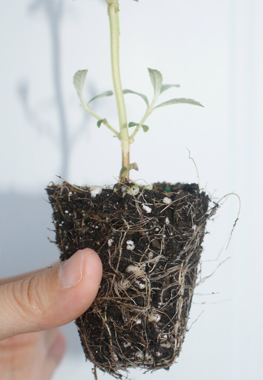 Buddleia davidii 'Royal Red' ~ Butterfly Bush