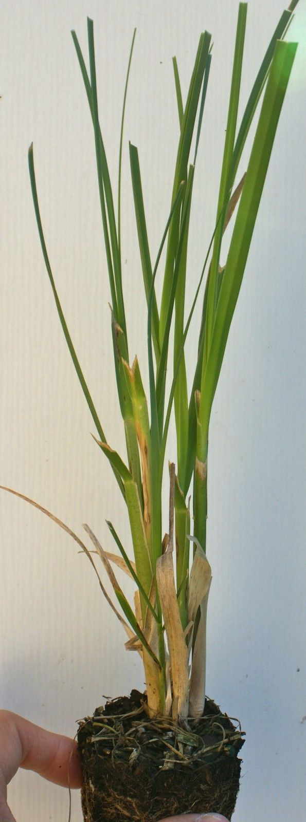 Cortaderia selloana 'rosea' ~ Pink Pampas Grass