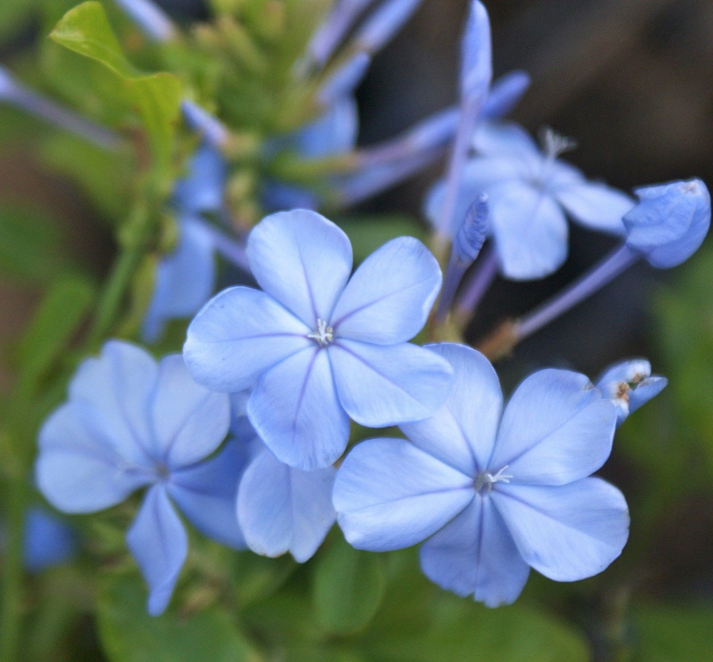 Plumbago Auriculata ~ Imperial Blue ~ Pack Of 3 Plants