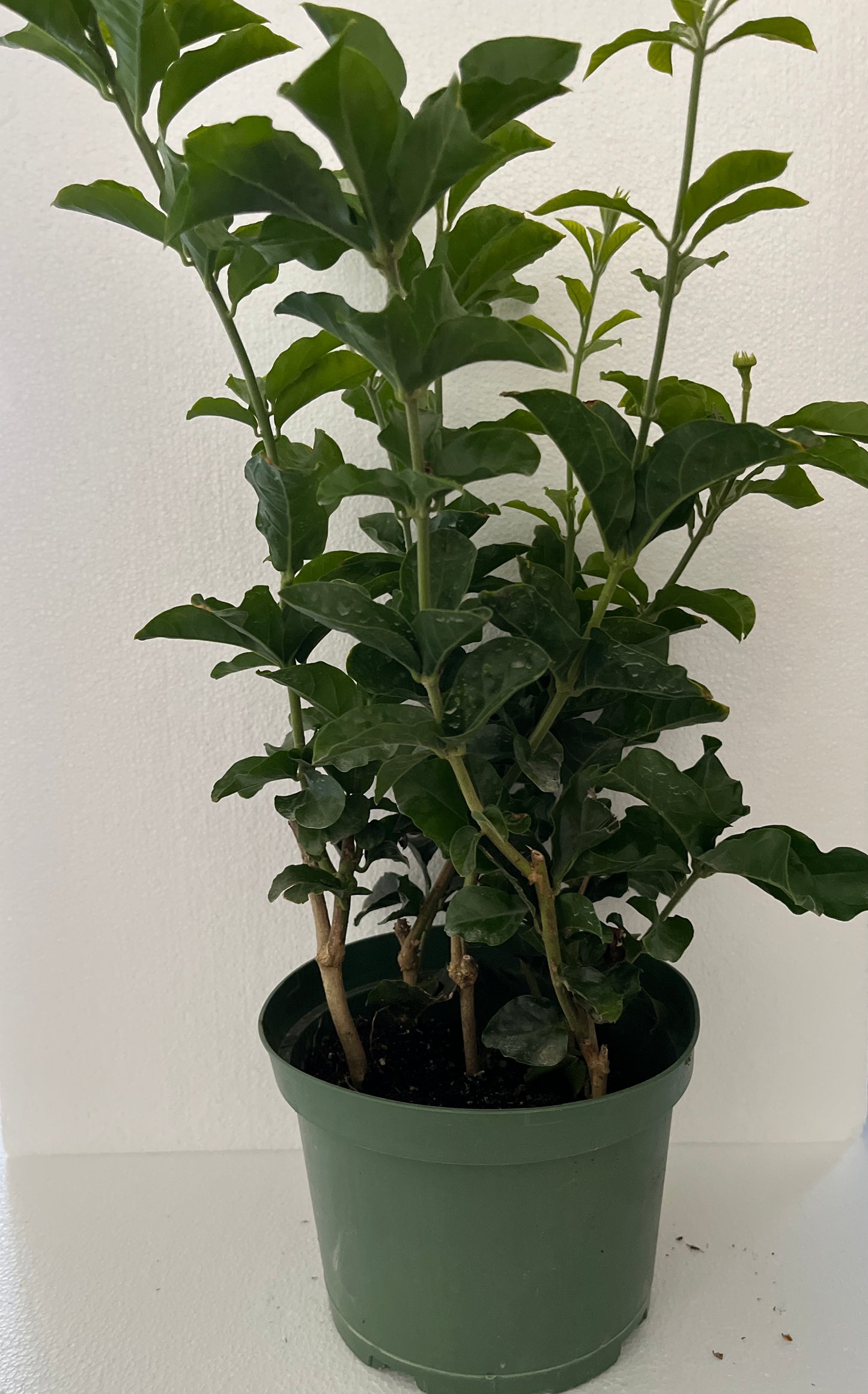 'Grand Duke of Tuscany Supreme' Jasminum Sambac ~ Jasmine