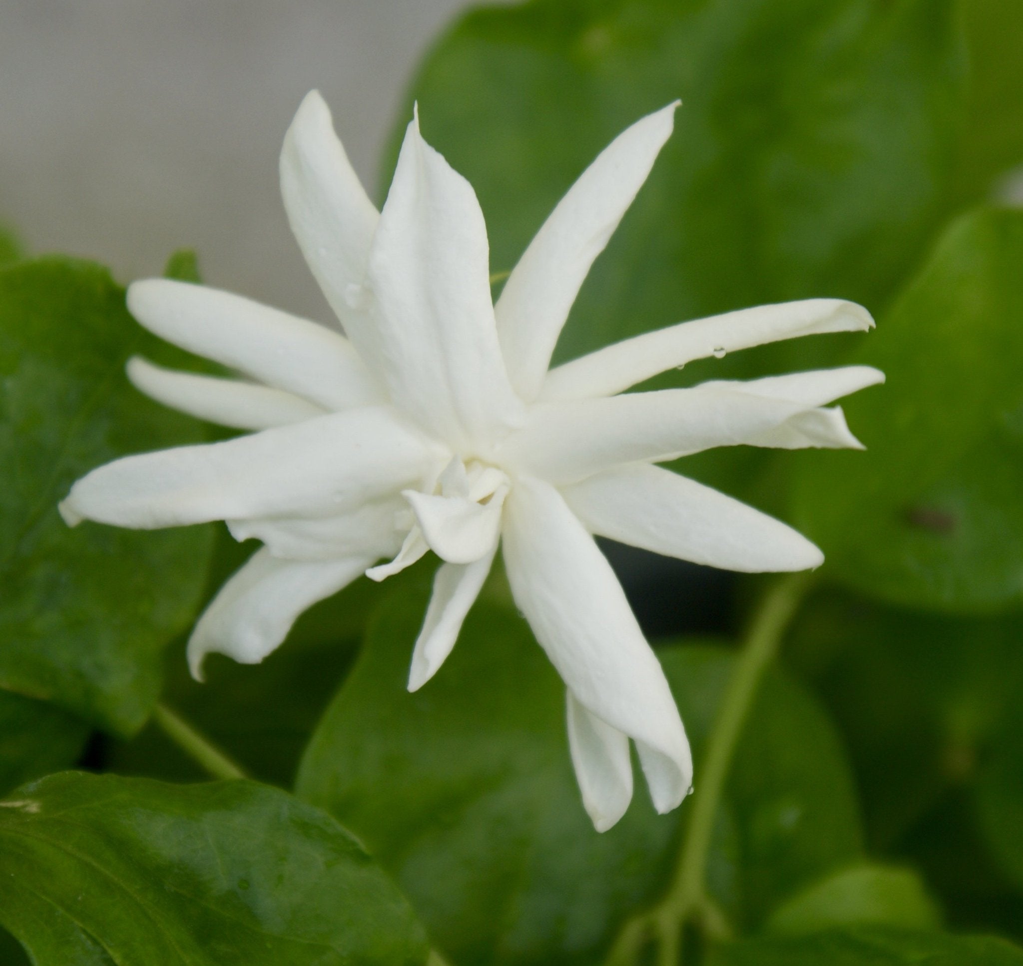 indian jasmine flower seeds Rare Fragrant Arabian Jasmine ~ Jasminum Sambac ~ 'Belle of India' – Starter Plant