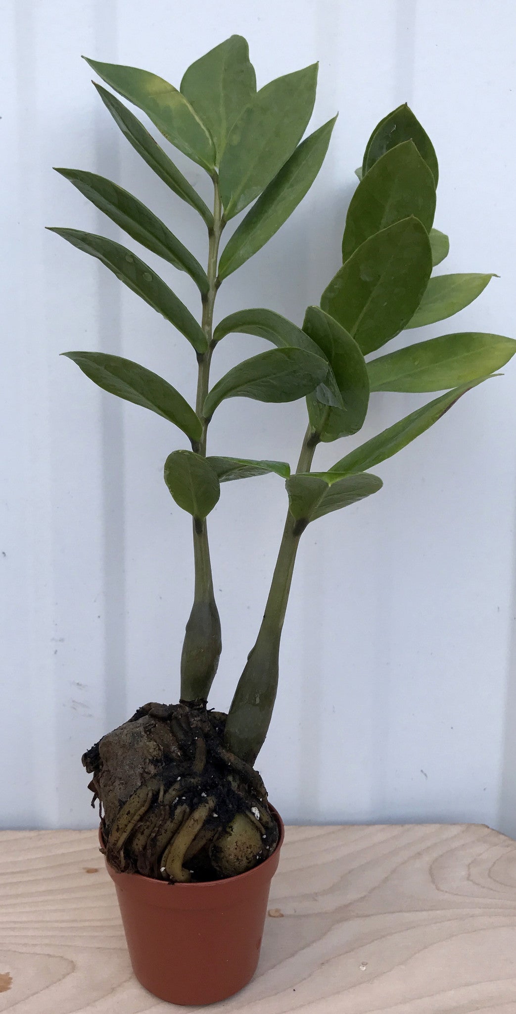 eternity plant aka zz plant ZZ Plant ~ Zamioculcas Zamifolia (Eternity Plant) – Starter Plant
