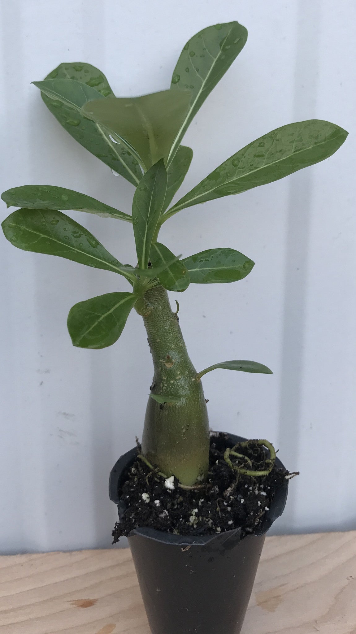 Adenium Obesum Desert Rose ~ Pink