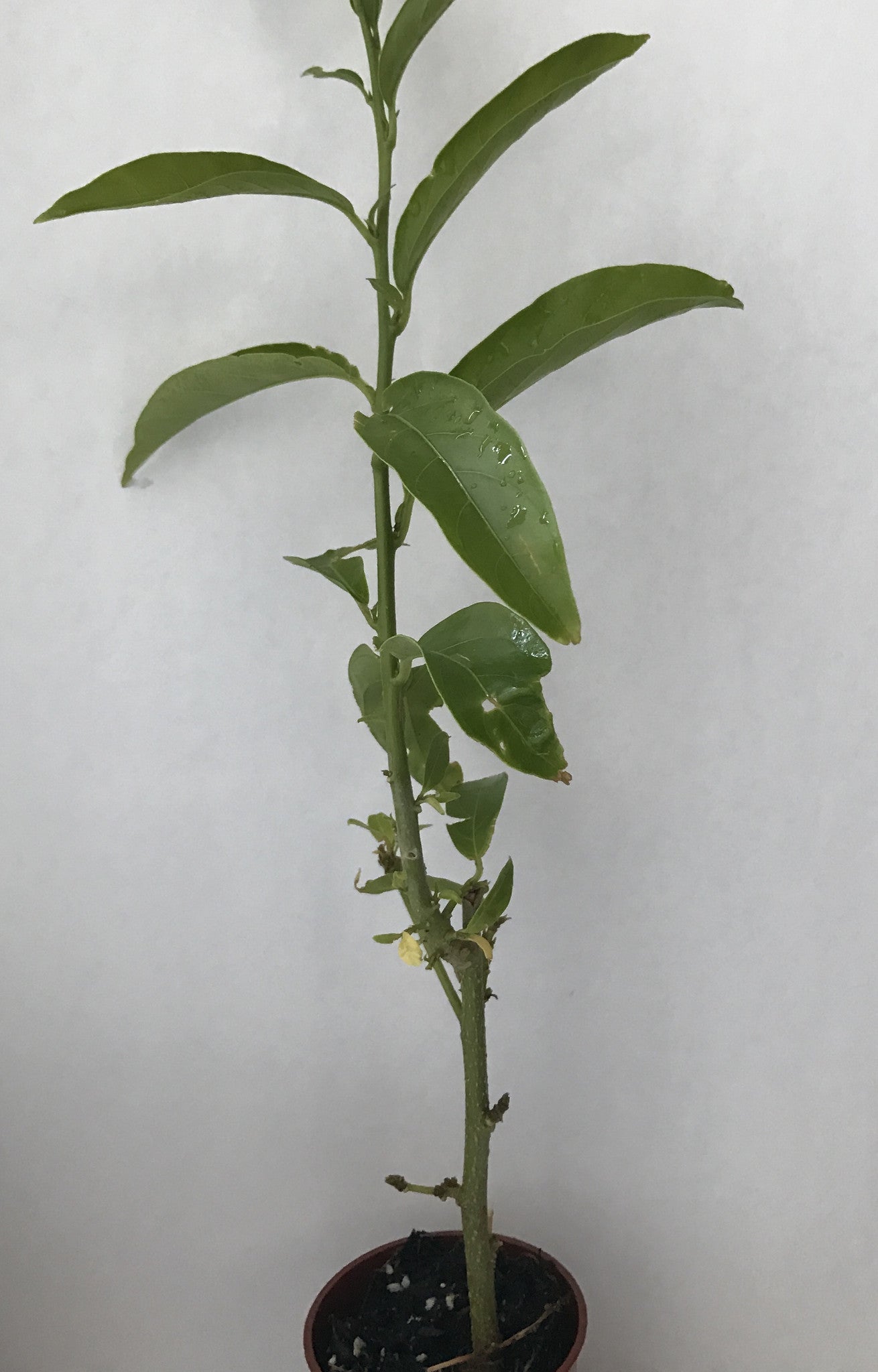 Night Blooming Jasmine ~ Cestrum nocturnum ~ Fragrant