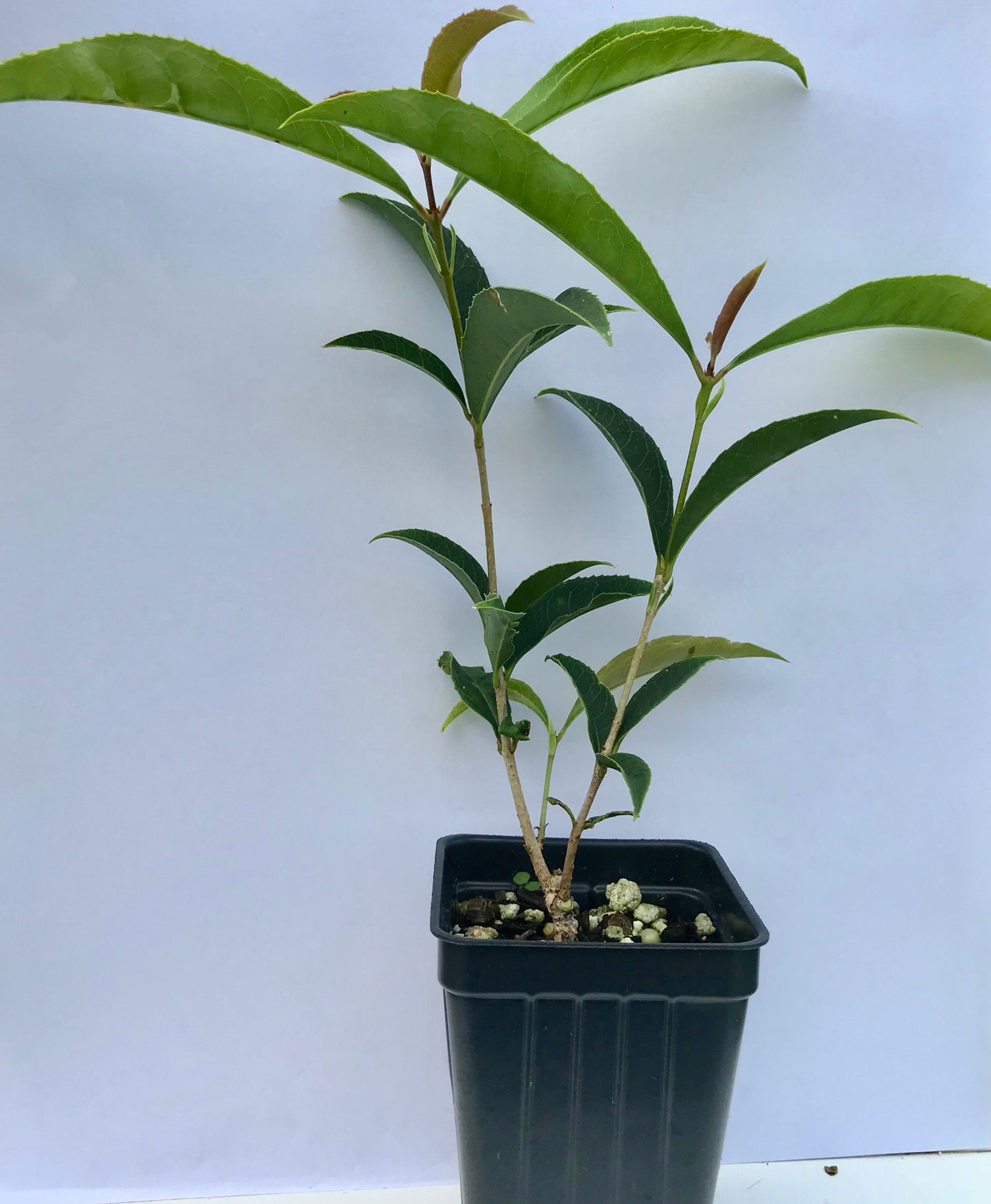 'Fudingzhu' Sweet Olive ~ Tea Olive ~ (Osmanthus fragrans) ~ Fragrant