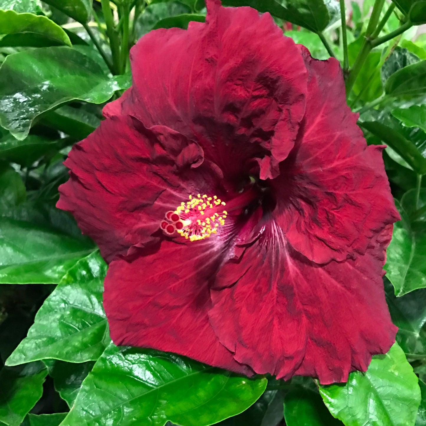 Exotic Hibiscus 'Red Ruby' ~ Red Flowers
