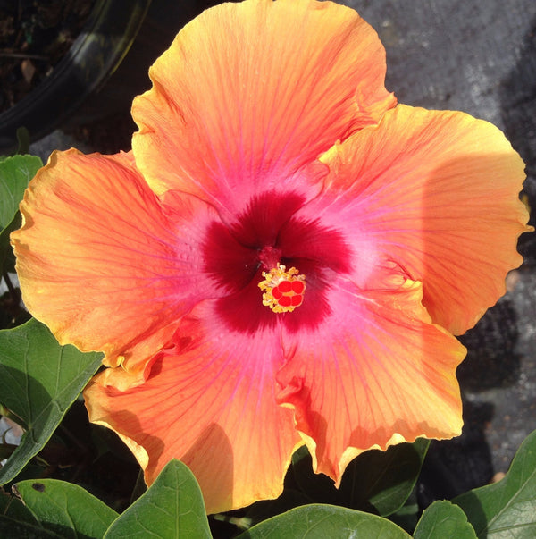 🌺 Hibiscus Care Guide: Growing, Watering, and Maintaining Tropical Hibiscus Plants