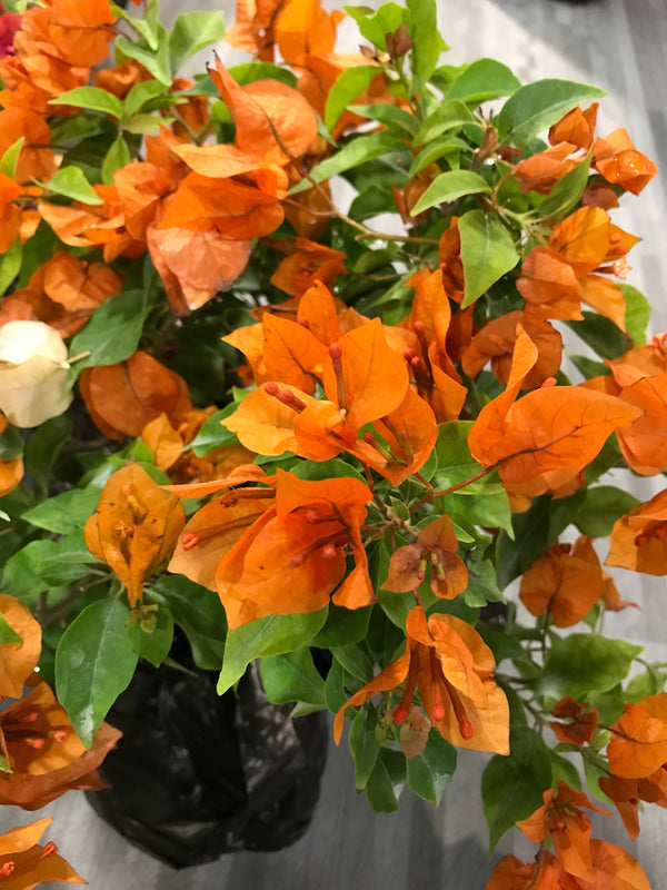 bougainvillea flowering