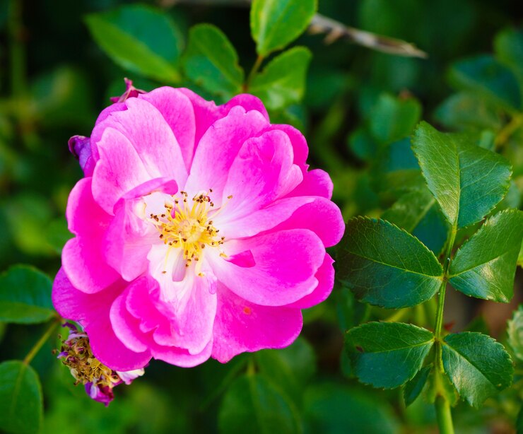 camellia rose of autumn