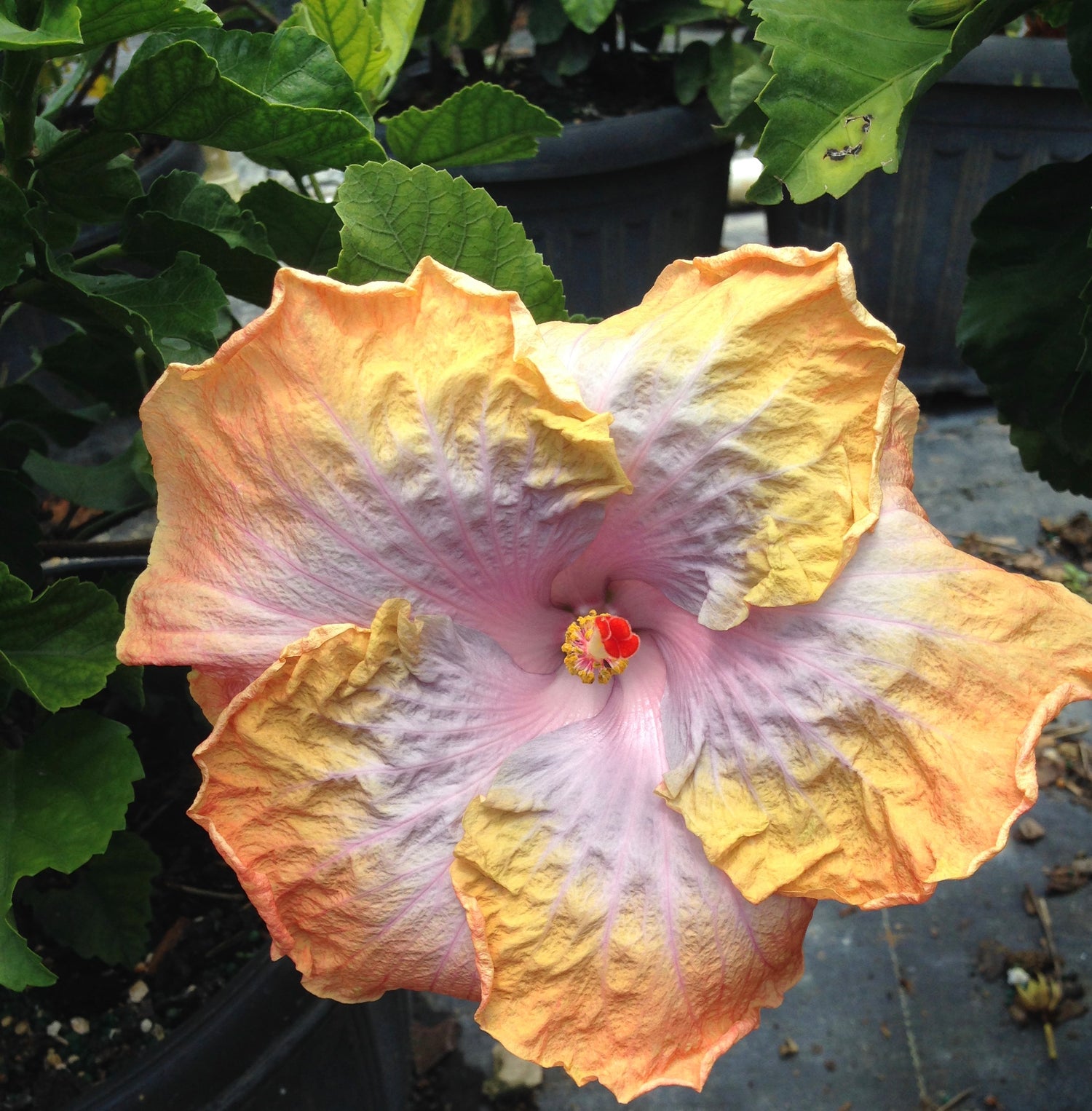 Exotic Hibiscus 