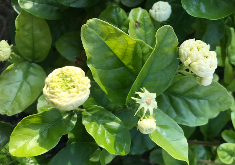 Jasmine