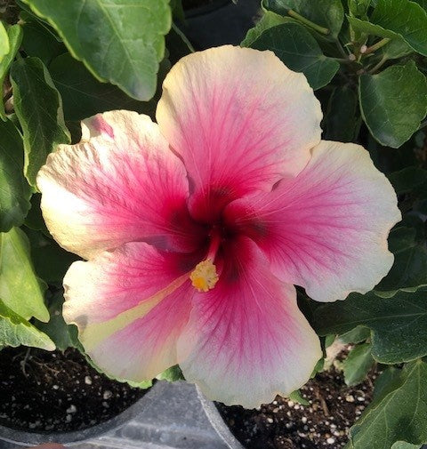Barbados Exotic Tropical Hibiscus