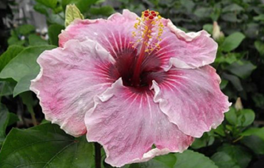 Me Oh My Oh Exotic Hibiscus Cajun