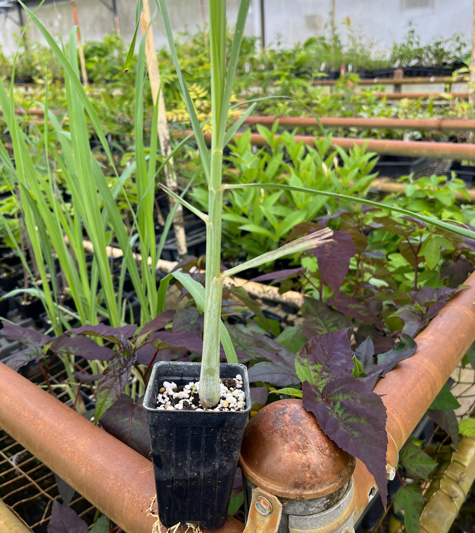 Photo of lemon grass in a 3" deep container. Plant is 6"+ tall. 