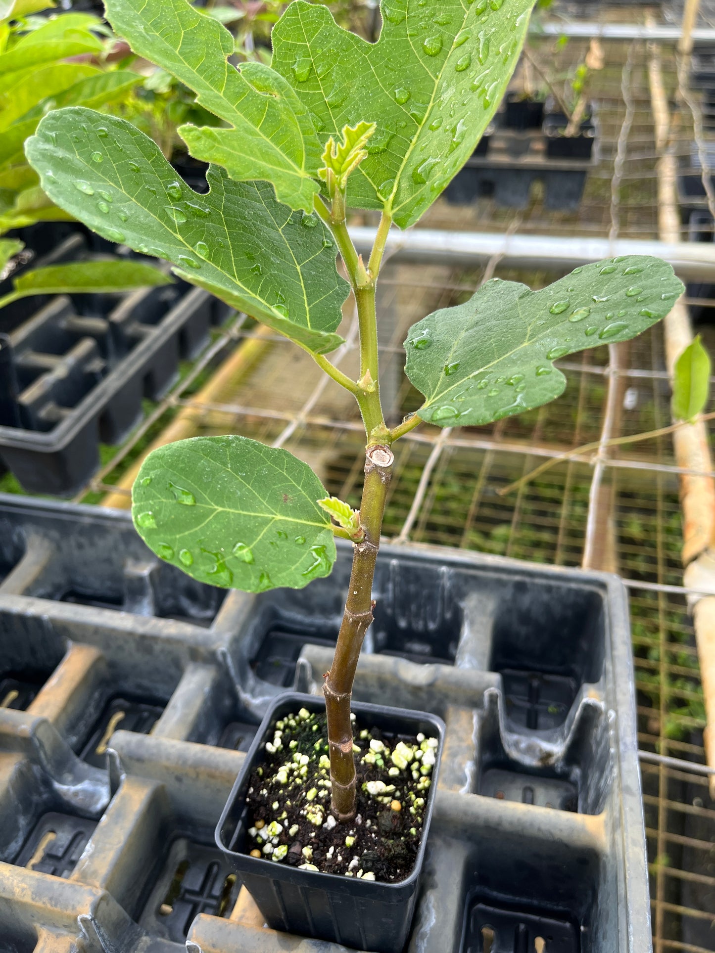 Fignomenal Fig Tree ~ Ficus carica 'Fignomenal'