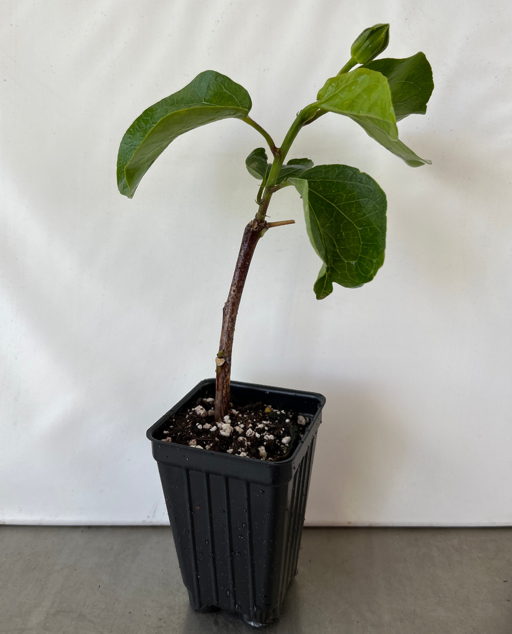 Me Oh My Oh Exotic Hibiscus Cajun