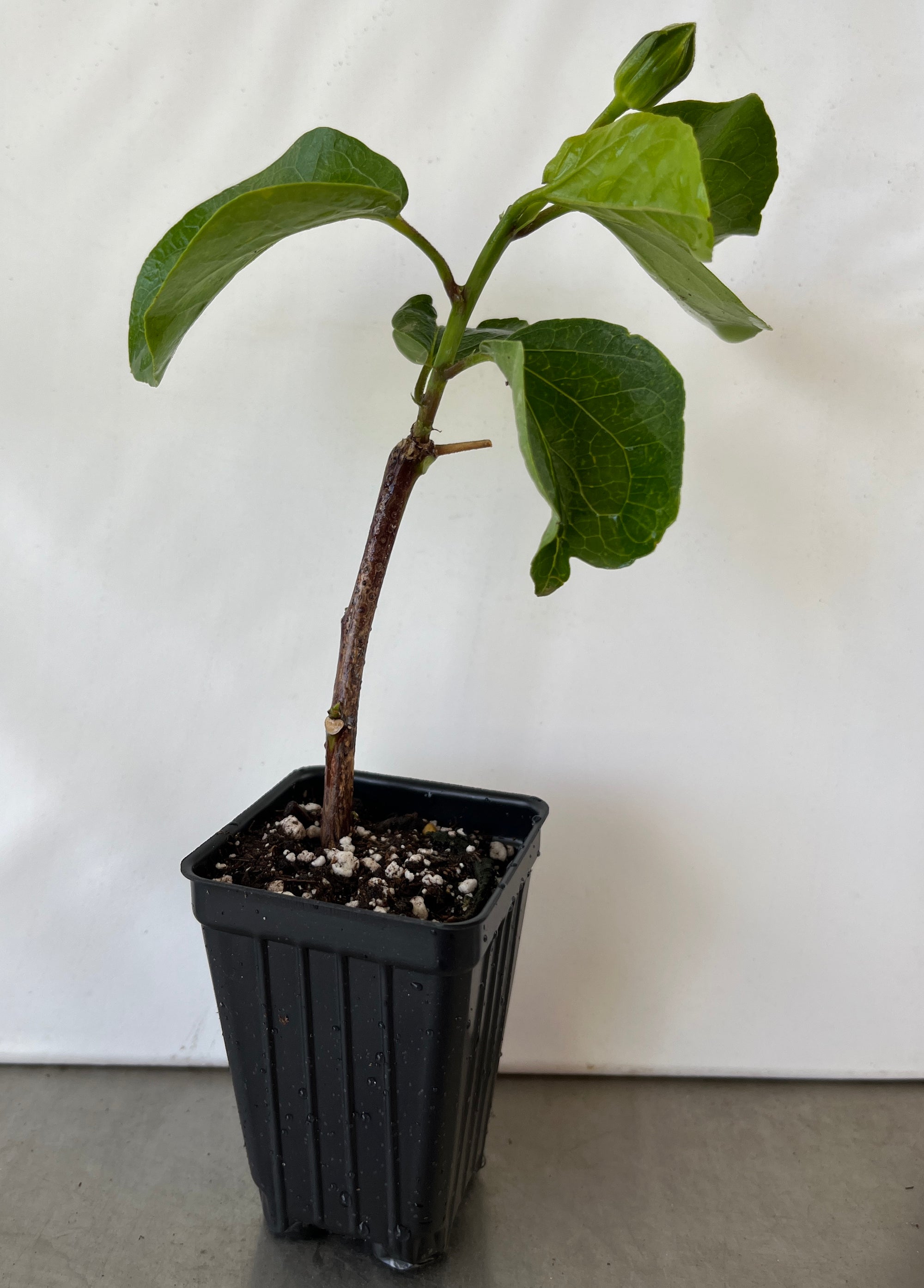 Me Oh My Oh Exotic Hibiscus Cajun