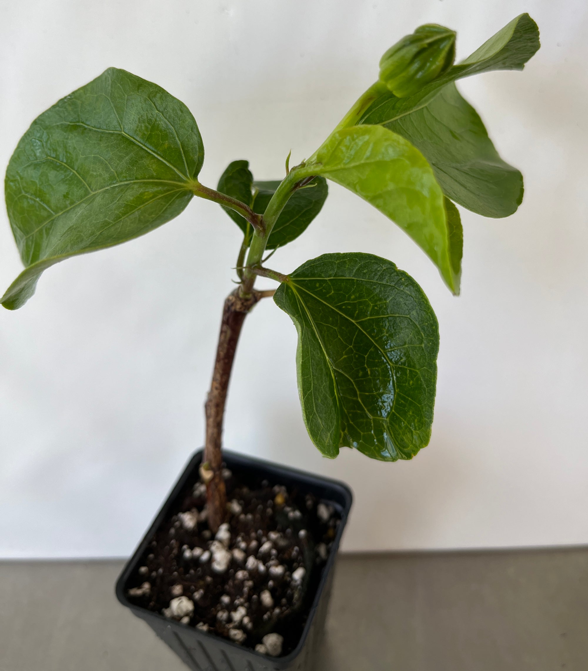 Me Oh My Oh Exotic Hibiscus Cajun