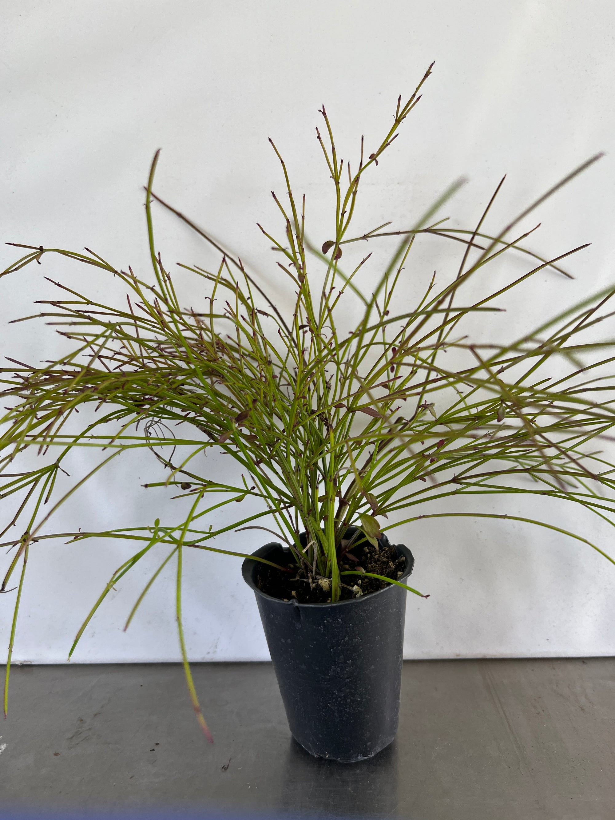 Red Firecracker Plant ~  Pack of 3 Plants ~ Russelia equisetiformis