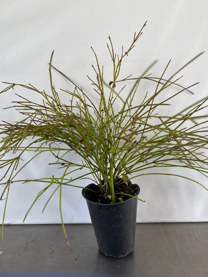 Red Firecracker Plant ~ Russelia equisetiformis ~ Pack of 3 Plants