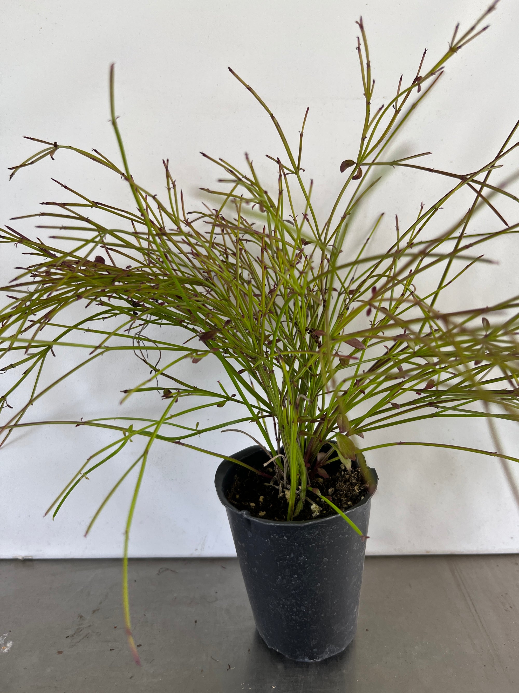 Red Firecracker Plant ~  Pack of 3 Plants ~ Russelia equisetiformis