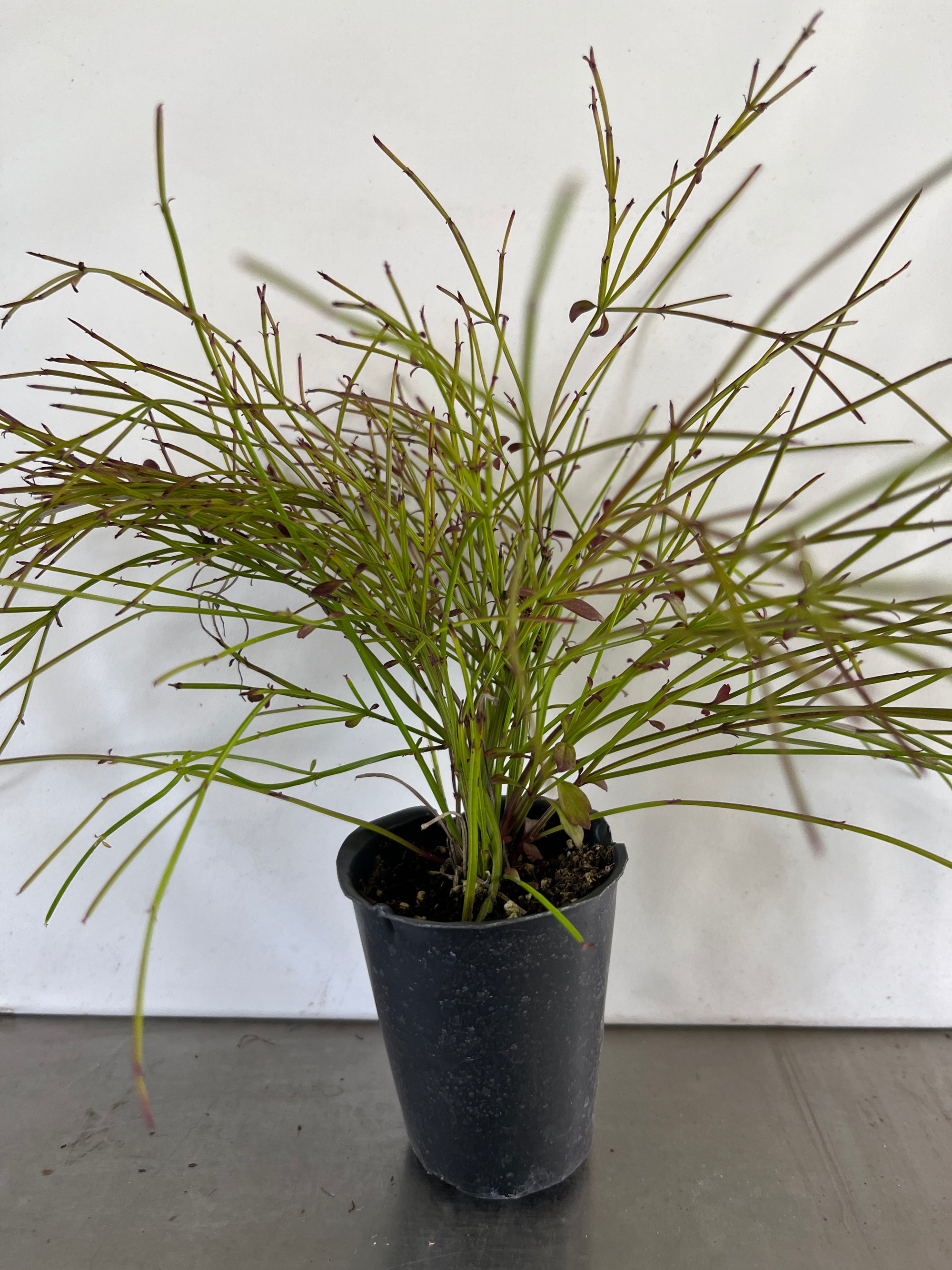 Red Firecracker Plant ~  Pack of 3 Plants ~ Russelia equisetiformis