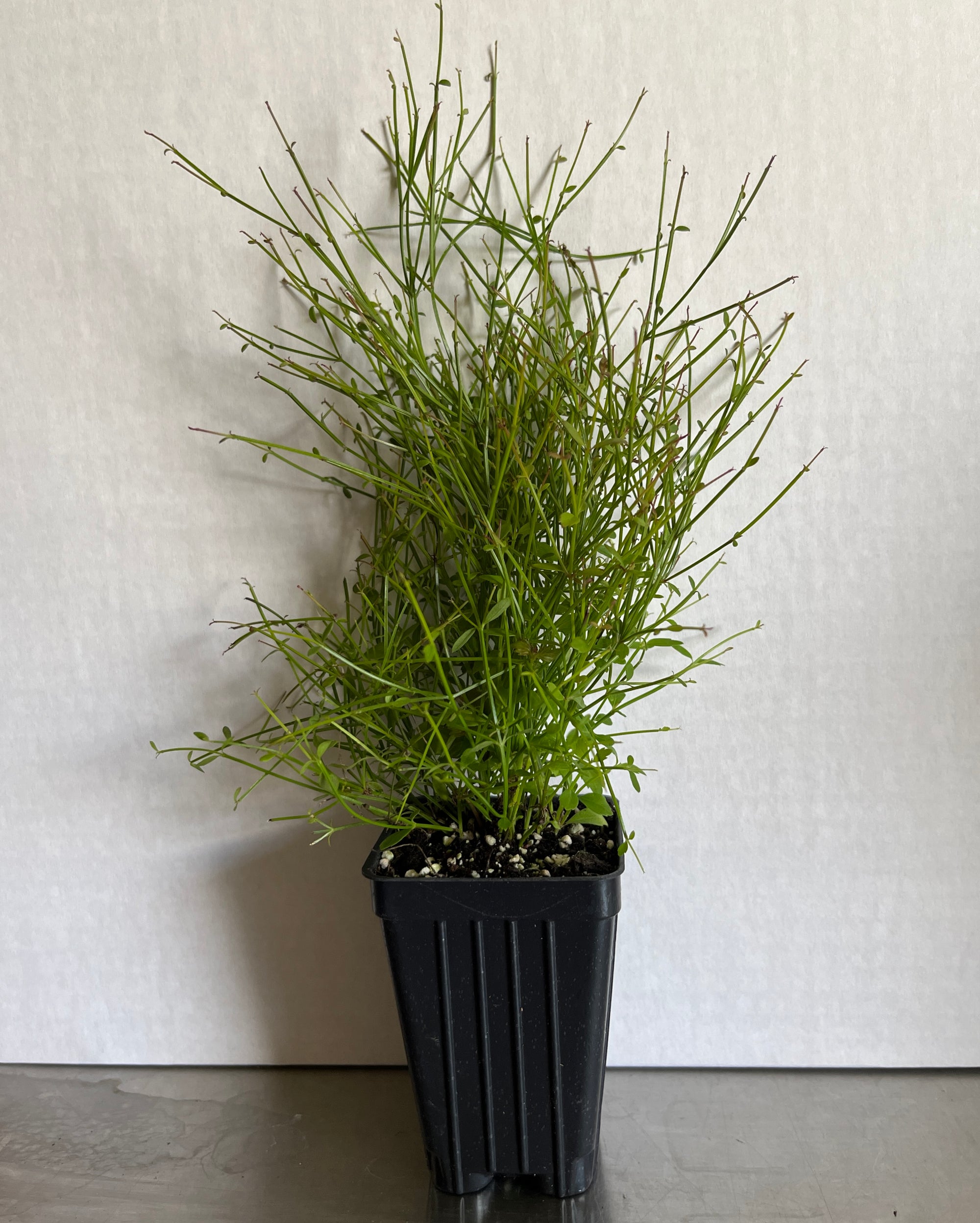 Red Firecracker Plant ~ Russelia equisetiformis