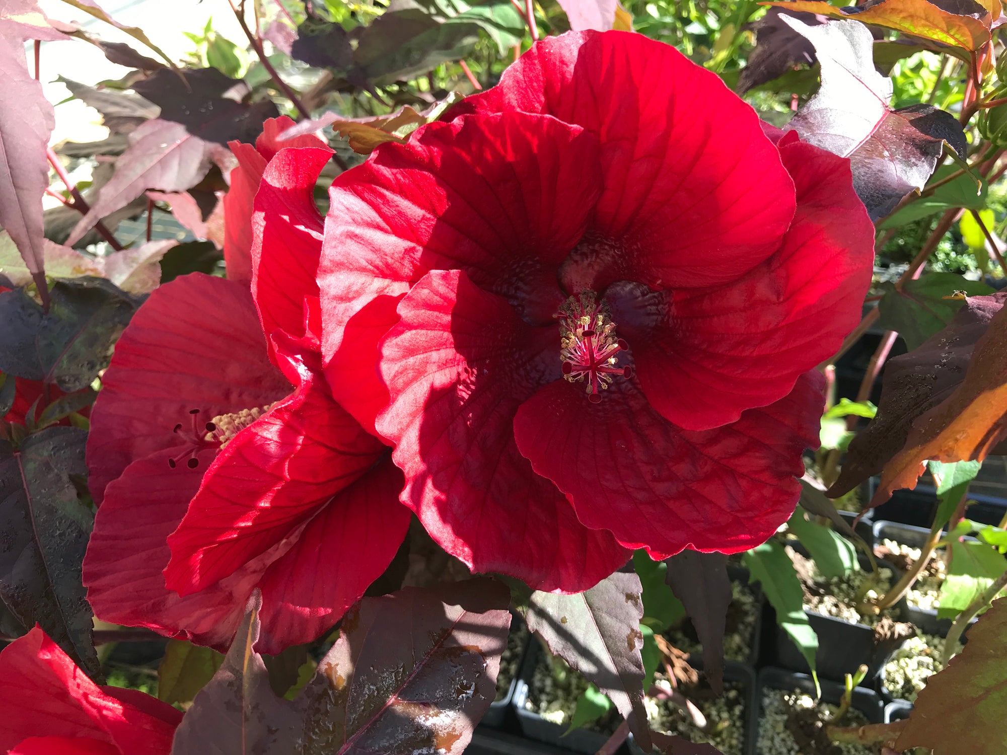 Cold Hardy Hibiscus ~ Dwarf Red 'Mimi' ~ Hibiscus Malvaceae ~ Live Plant