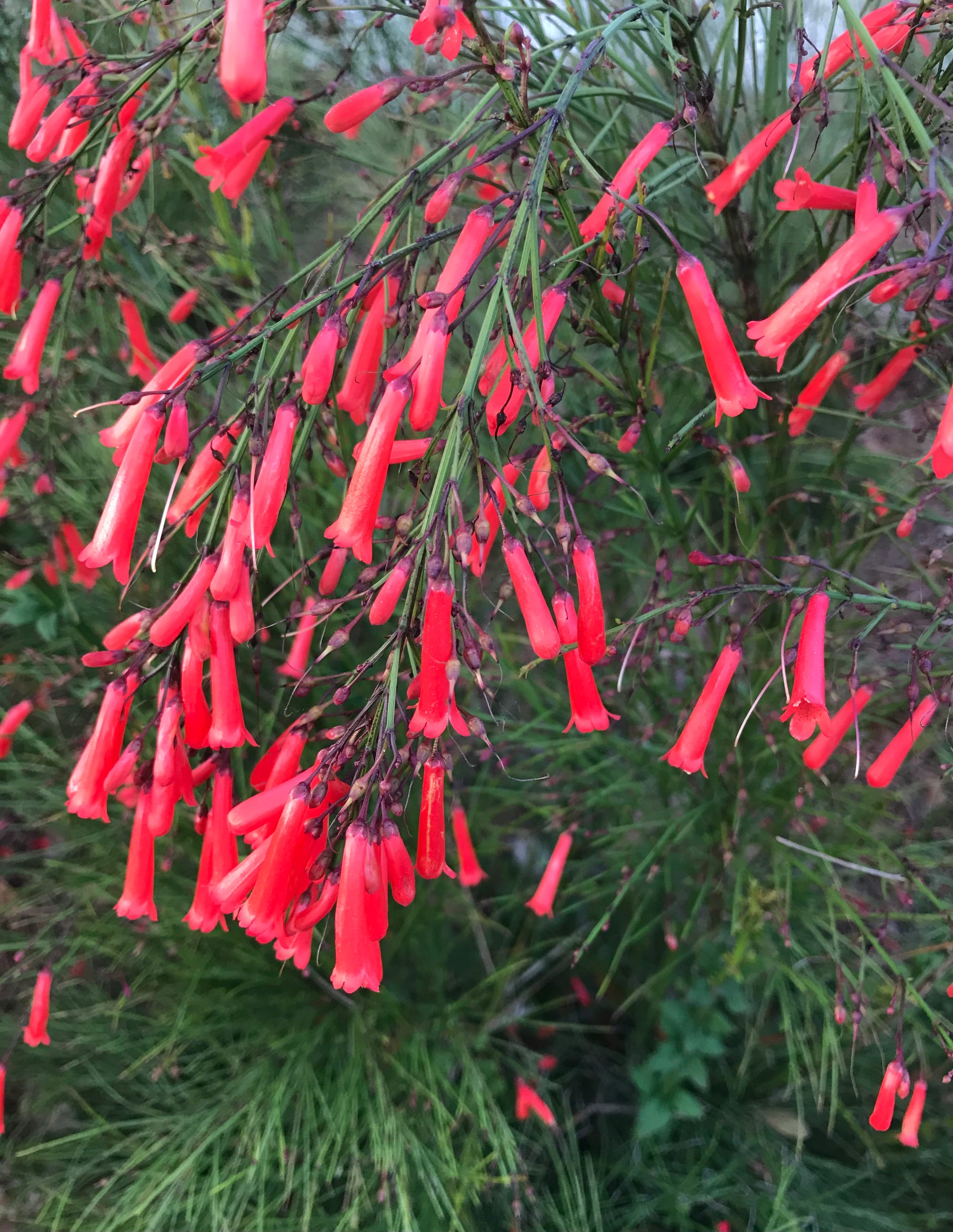 Red Firecracker Plant ~  Pack of 3 Plants ~ Russelia equisetiformis