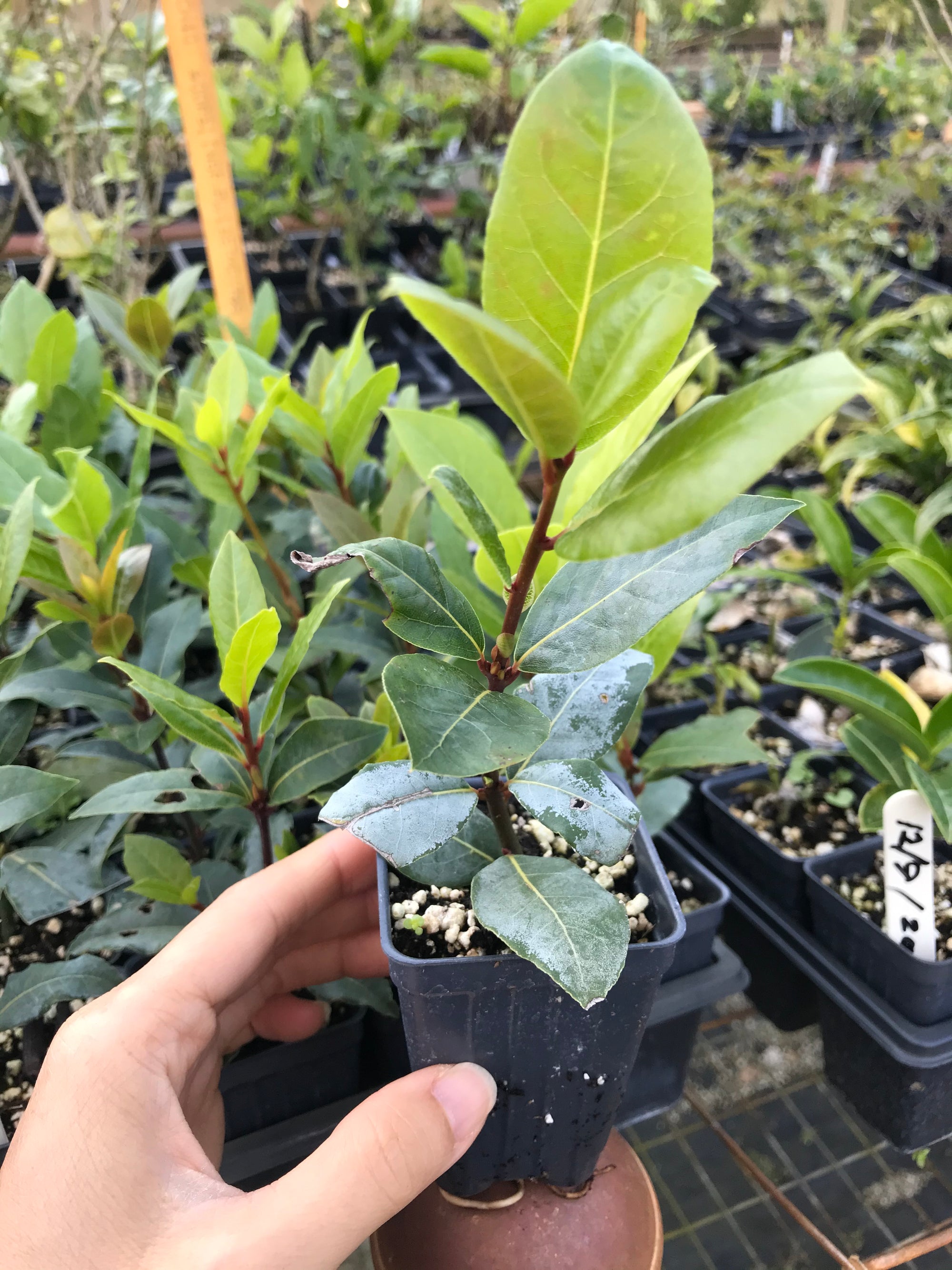 Bay Laurel Tree ~ Laurus nobilis ~ Bay Leaf Tree