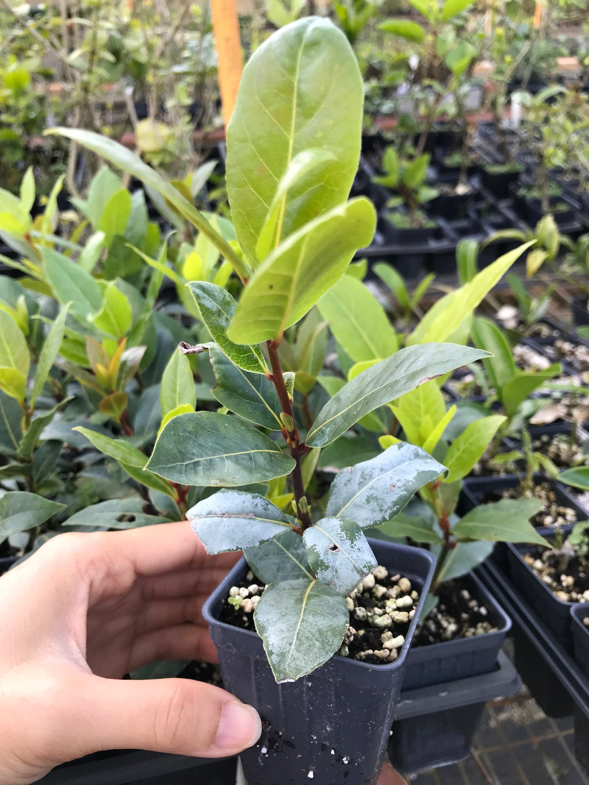 Bay Laurel Tree ~ Laurus nobilis ~ Bay Leaf Tree  Starter Plant